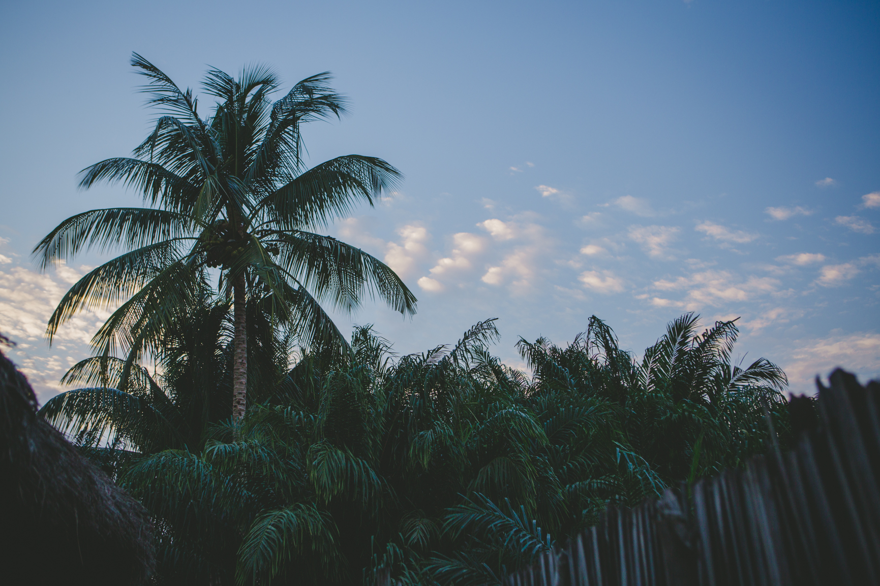 Photo de palmier