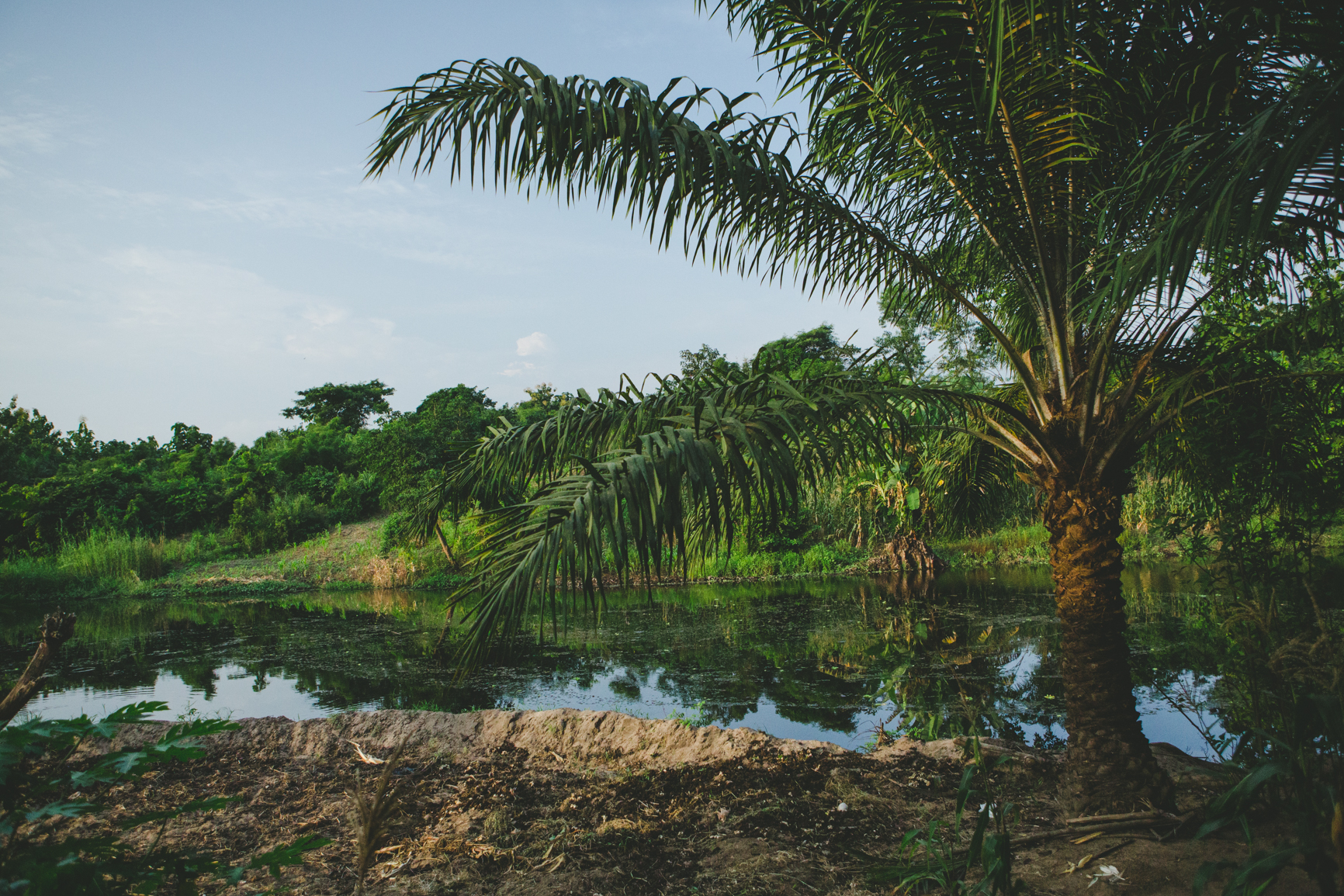 Photo de palmier au bord du fleuve
